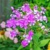 Pink Flowering Phlox diamond painting