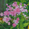 Pink Flowering Phlox diamond painting