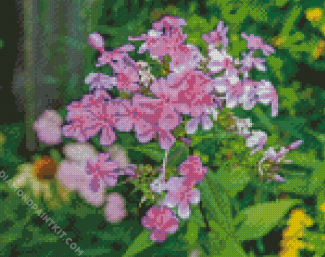 Pink Flowering Phlox diamond painting