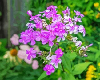 Pink Flowering Phlox diamond painting