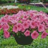 Pink Wave Petunia diamond painting