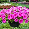 Pink Wave Petunia diamond painting