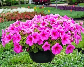 Pink Wave Petunia diamond painting