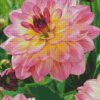 Pink Yellow Dahlia diamond painting