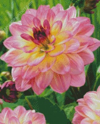 Pink Yellow Dahlia diamond painting