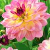 Pink Yellow Dahlia diamond painting