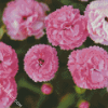 Pink Carnations Flowers diamond painting