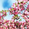 Pink Dogwood Tree diamond painting