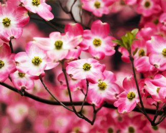 Pink Dogwood diamond painting