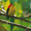 Pipra Manakin Bird diamond painting