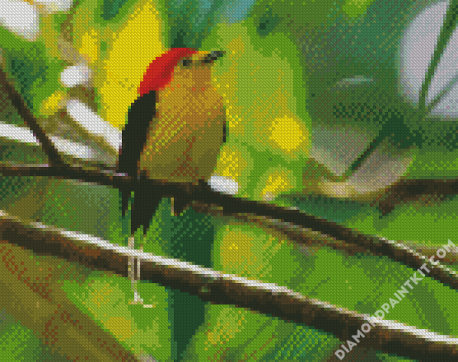 Pipra Manakin Bird diamond painting