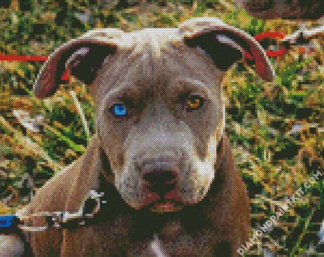 Pitbull With Unique Eye diamond painting