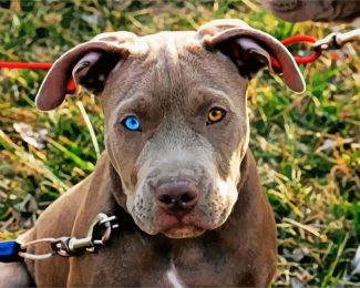 Pitbull With Unique Eye diamond painting