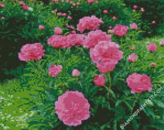 Pivoines diamond painting