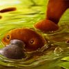 Platypus diamond painting