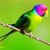 Plum Headed Parakeet diamond painting