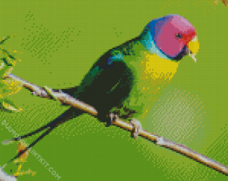 Plum Headed Parakeet diamond painting