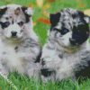 Pomsky Puppies diamond painting