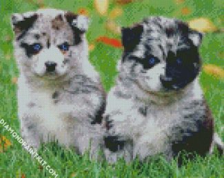 Pomsky Puppies diamond painting