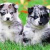 Pomsky Puppies diamond painting