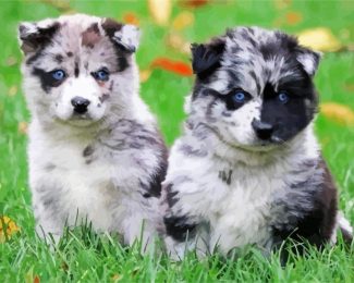 Pomsky Puppies diamond painting