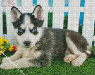 Pomsky Dog diamond painting