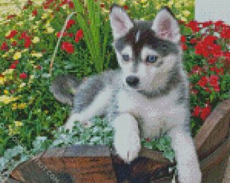 Pomsky Puppy diamond painting