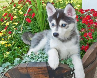 Pomsky Puppy diamond painting