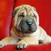 Puppy Sharpei diamond painting