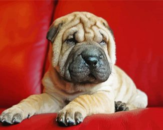 Puppy Sharpei diamond painting