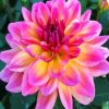 Purple And Yellow Dahlia diamond painting