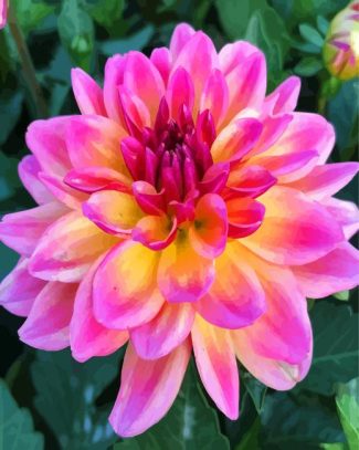 Purple And Yellow Dahlia diamond painting