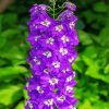 Purple Delphiniums Plants diamond painting