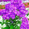 Purple Phlox Flowering Plant diamond painting