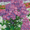 Purple Phlox Flowering Plant diamond painting