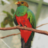 Quetzal Bird Animal diamond painting