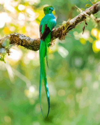 Quetzal Bird Back diamond painting