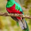 Quetzal Bird diamond painting