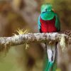 Quetzal Bird On A Branch diamond painting