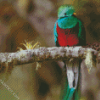 Quetzal Bird On A Branch diamond painting