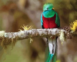 Quetzal Bird On A Branch diamond painting