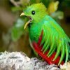 Quetzal Bird Peeping diamond painting