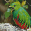 Quetzal Bird Peeping diamond painting