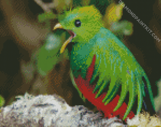 Quetzal Bird Peeping diamond painting