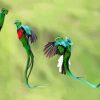 Quetzal Birds diamond painting