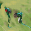 Quetzal Birds diamond painting