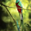 Quetzal Long Tailed Bird diamond painting