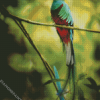 Quetzal Long Tailed Bird diamond painting