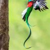 Quetzal Long Tailed Bird Flying diamond painting