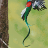 Quetzal Long Tailed Bird Flying diamond painting